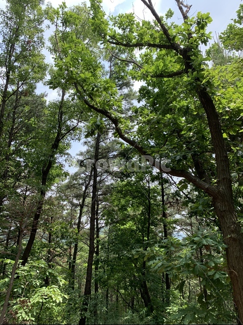 나무,tree,forest,숲,자연,nature,woodland,삼림지,자연,풍경,nature,landscape,plant,식물,vegetation,초목,tree trunk,나무 줄기,outdoors,옥외,land,땅