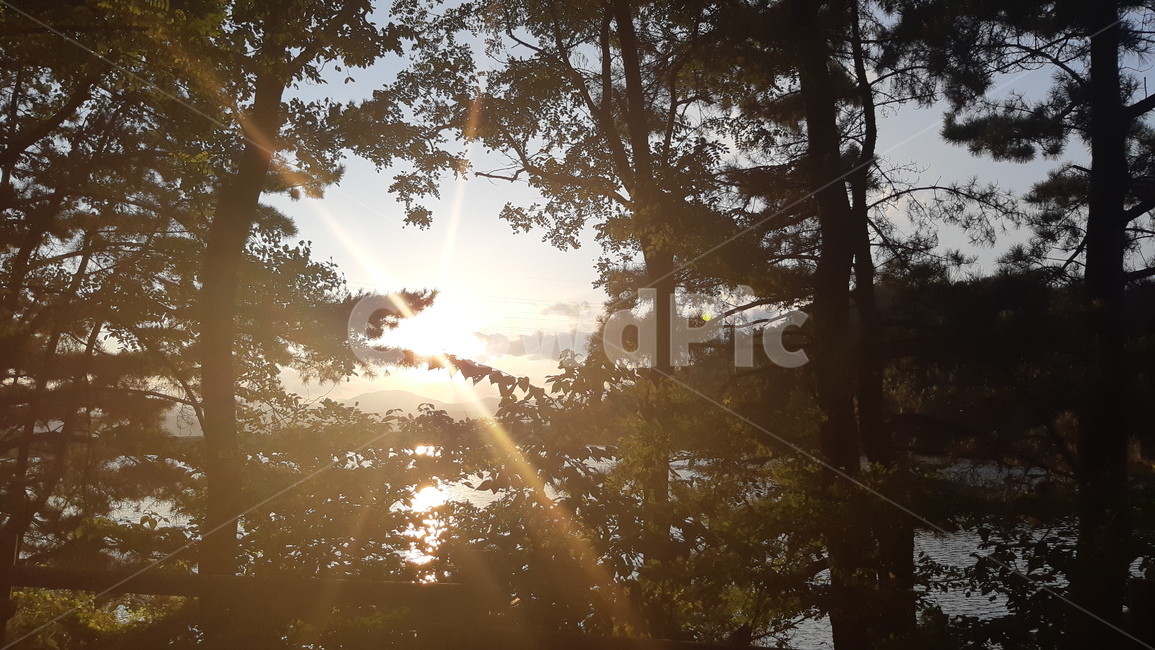 flare,플레어,light,빛,sunlight,햇빛,tree,나무,자연,nature