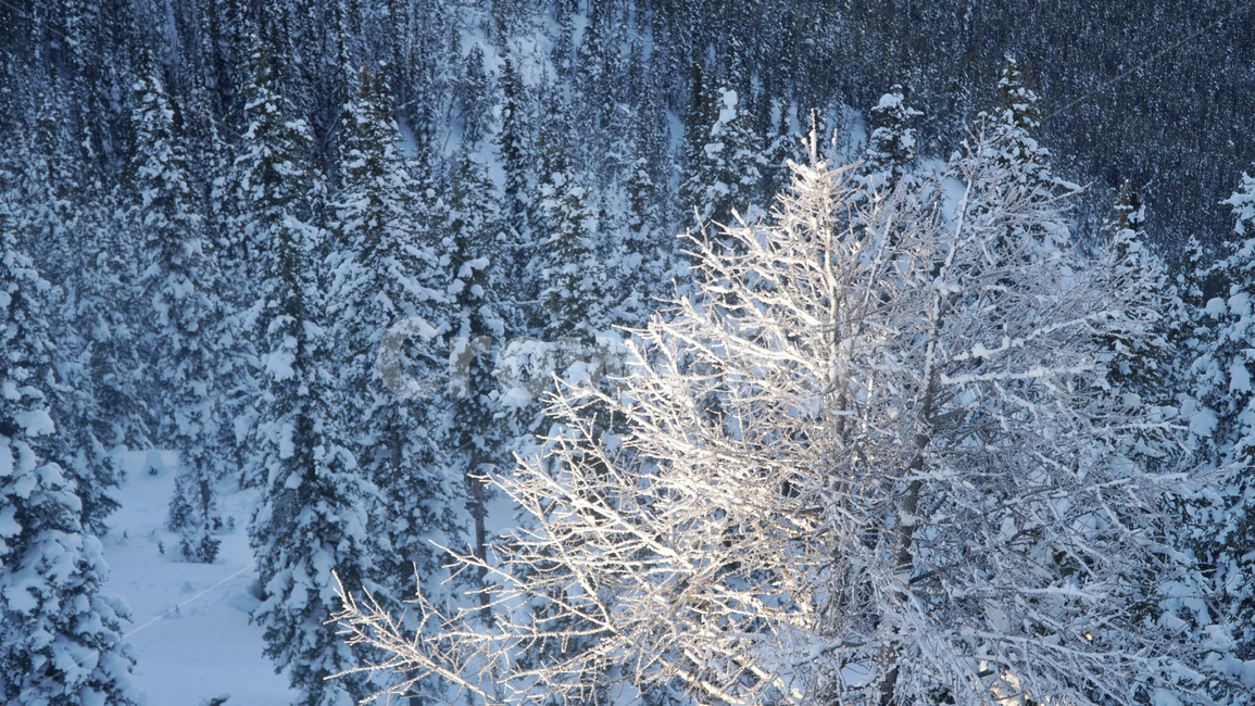 nature,옥외,ice,snow,자연,빙,눈,outdoors,록키산,캐나다,록키,록산,자연,풍경,nature,landscape