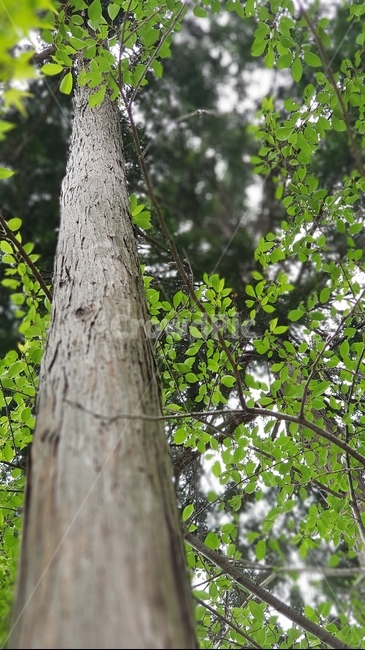 나무,접사,근접,일본,초록,식물,자연,plants,nature,나무,trees,wood