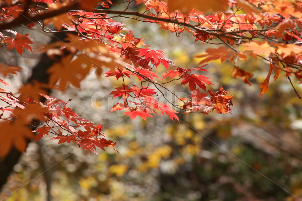 단풍,빨강,가을,잎,가을단풍,가을,계절,fall,autumn,season,leaf,plant,식물,tree,나무