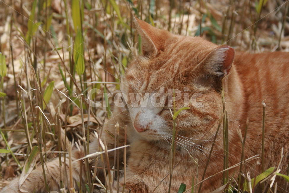 길고양이,길냥이,고양이,cat,straycat,치즈냥이,치즈태비,orangecat,kitten,kitty,동물,동물,animal,포유류,mammal,고양이,cat,kitten,kitty