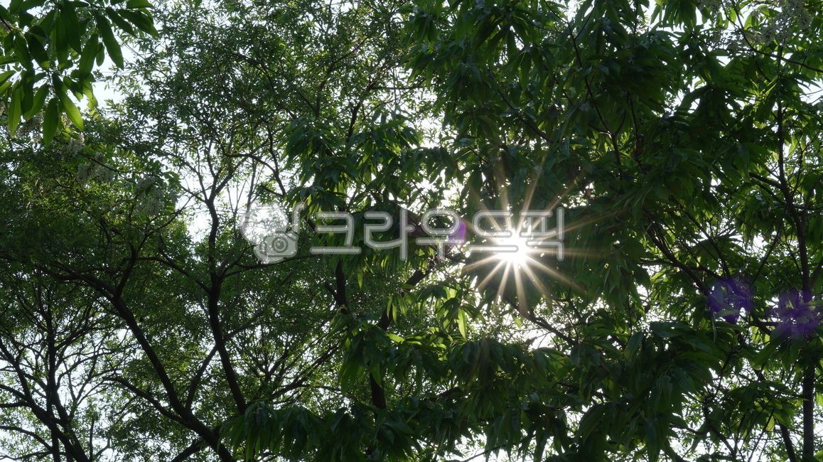 나무, 숲, 햇살, 하늘, flare, 사진,이미지,일러스트,캘리그라피 - 부에노작가