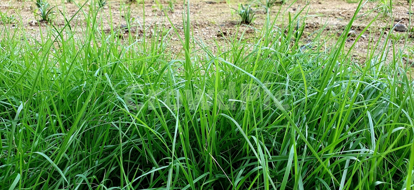 grass,plant,식물,잔디,잡초,풀,긴잔디,초록색,초록,배경,백그라운드