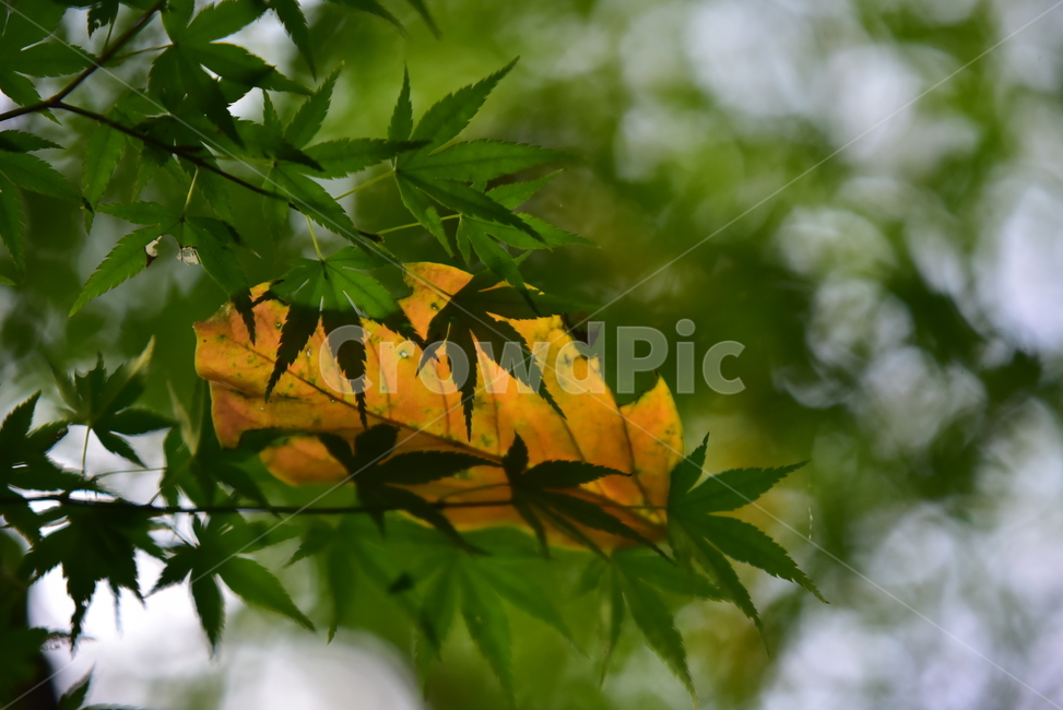 단풍,단풍나무,단풍잎,나뭇잎,잎,가을,청단풍,maple,leaf,leaves,autumn,식물,자연,plants,nature