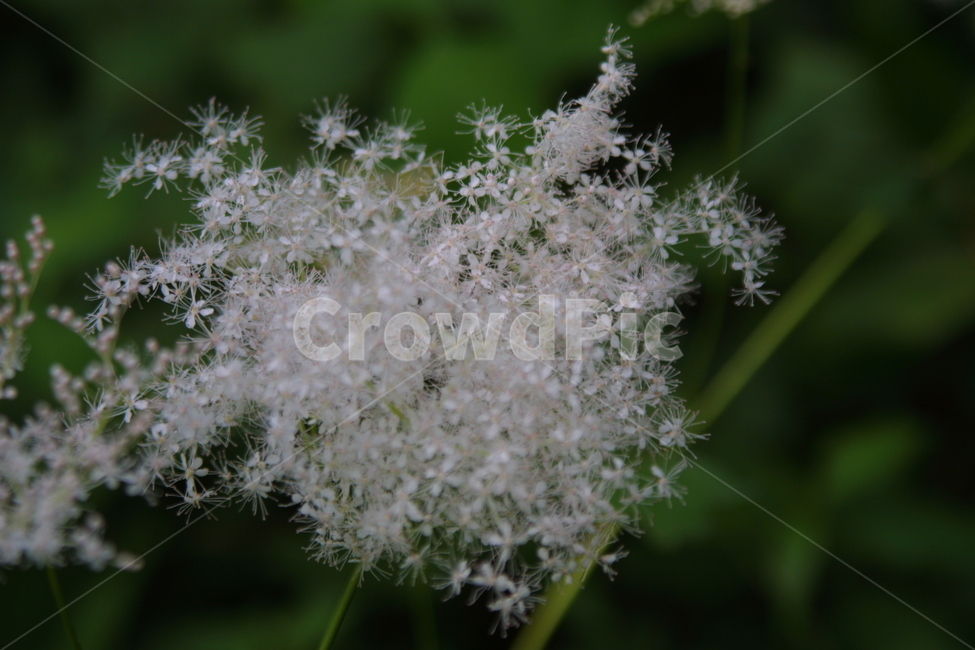 plant,식물,flower,꽃,blossom,식물,자연,plants,nature,꽃,flower