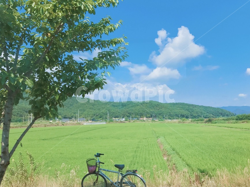 나무,하늘,구름,자전거,여름,초록,파랑,tree,sky,summer,bicycle,자연,풍경,nature,landscape,vehicle,차량,transportation,교통,bike,wheel,바퀴,machine,기계