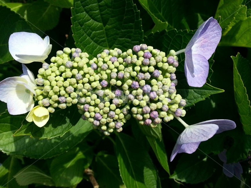 수국,꽃,봄,봉오리,수국꽃잎