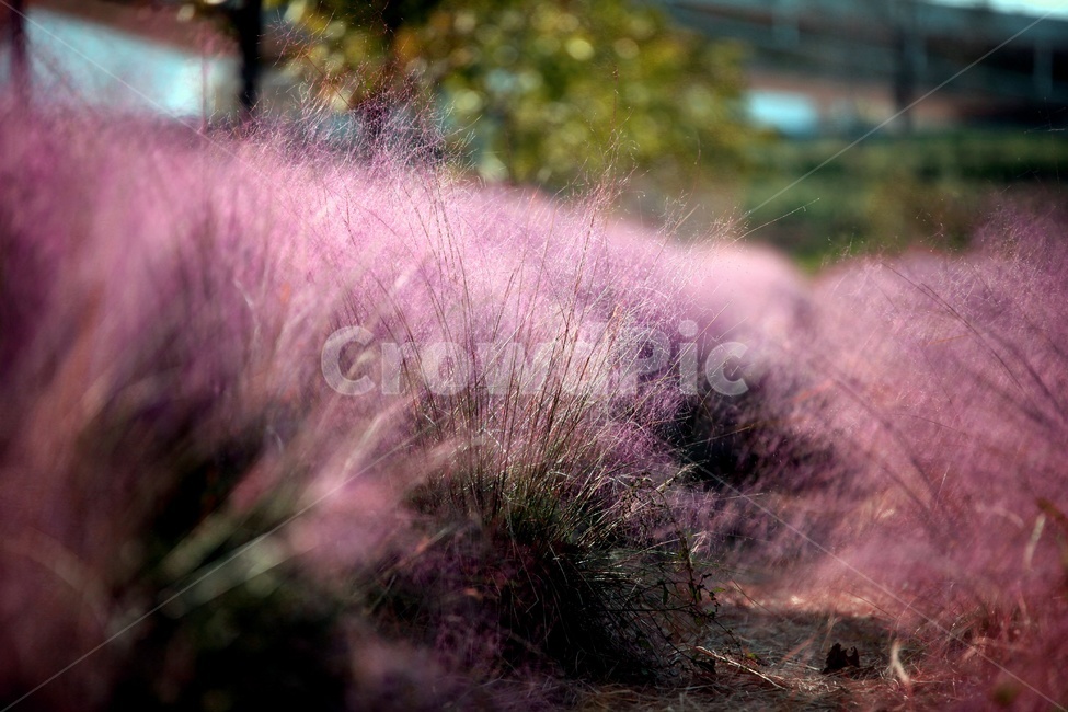 핑크뮬리,공원,자연,갈대,나무,가을,계절,fall,autumn,season,식물,자연,plants,nature,bush,부시,vegetation,초목,plant