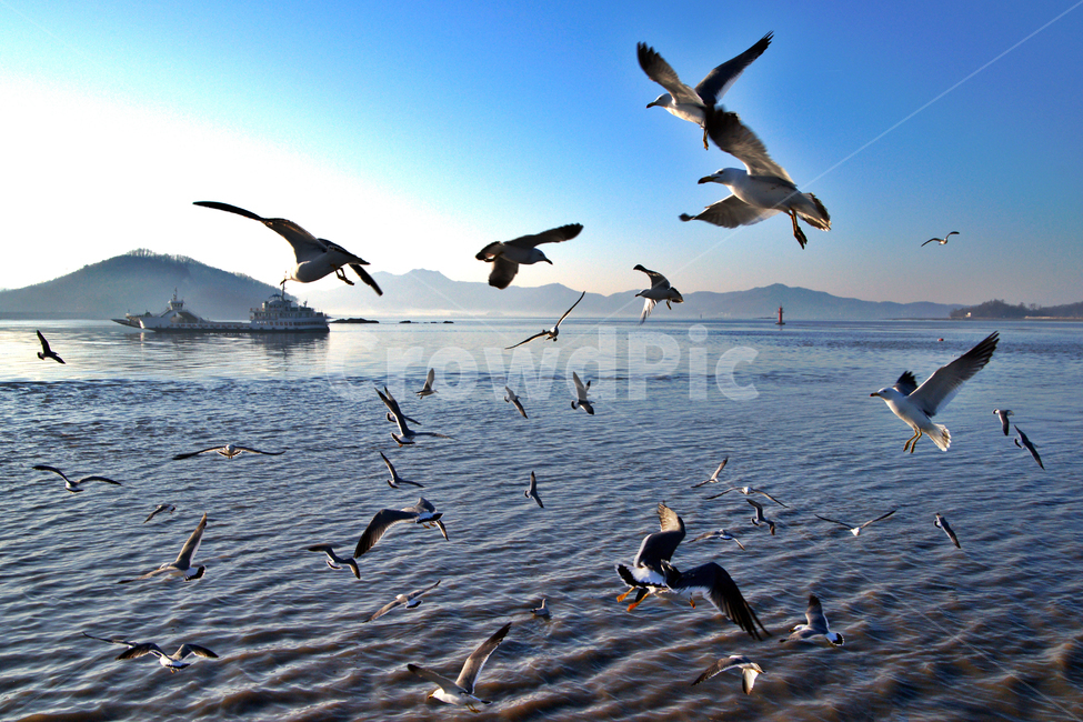 여객선,출항,입항,외포리,강화도,바다,갈매기,섬,동물,animal,조류,새,birds
