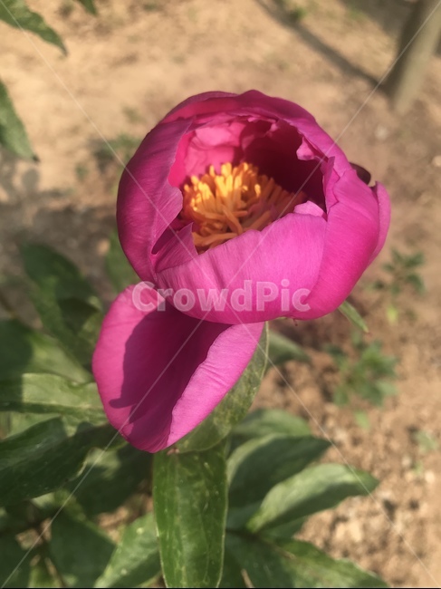 작약,식물,꽃,flower,peony