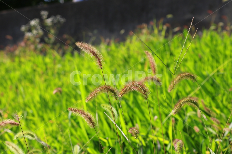 강아지풀,풀,잡초,들풀,자연,풍경,식물,자연,plants,nature