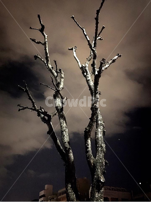 nature,자연,outdoors,옥외,나무,tree,밤,night,구름,cloud,어두운,dark,나무,trees,wood