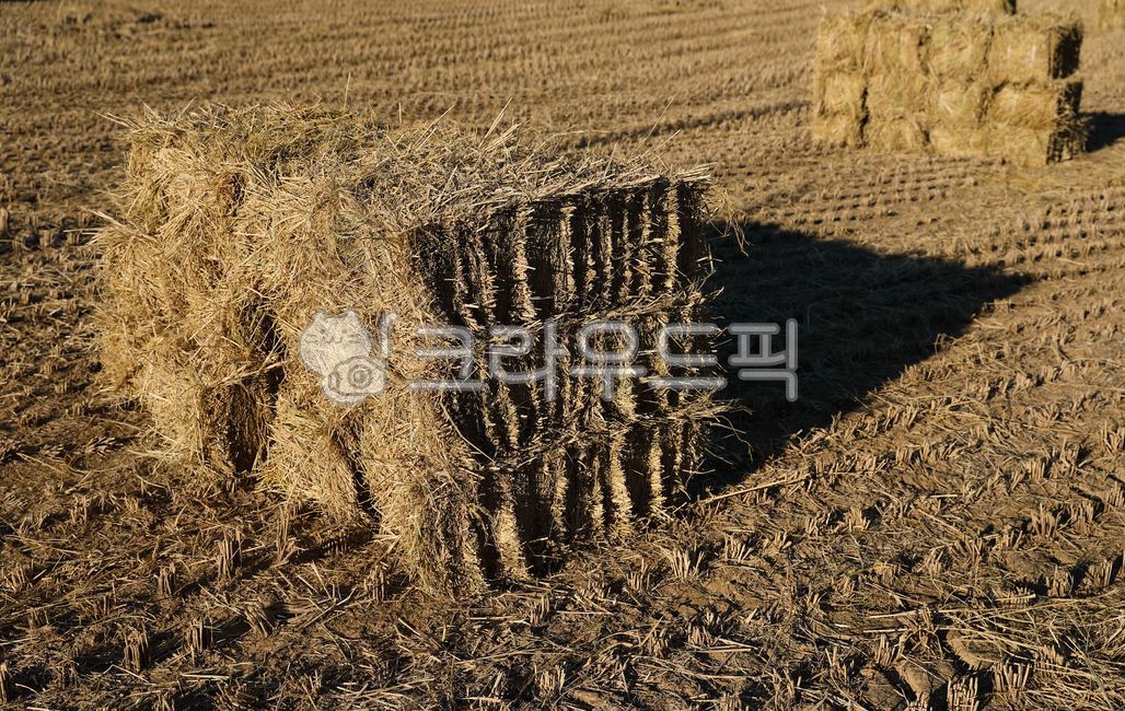 건초, 들, 논, 논밭, 밭, 사진,이미지,일러스트,캘리그라피 - ddong작가