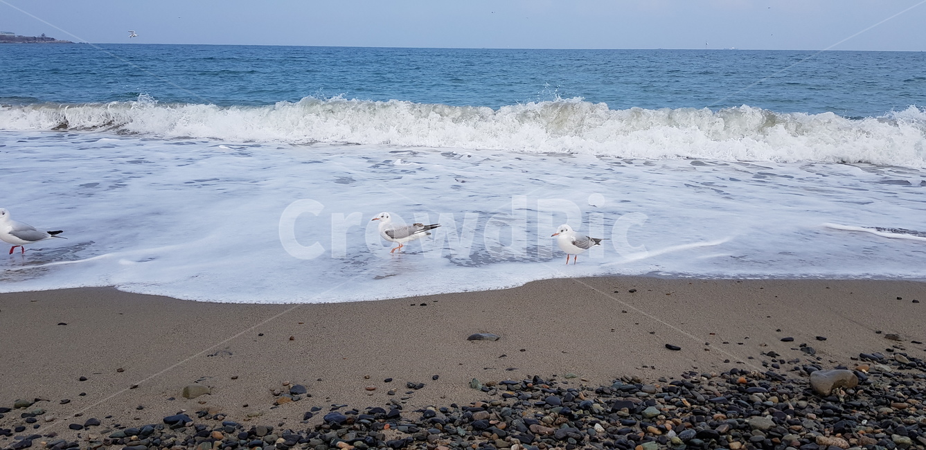갈매기,바다,경주,겨울,해변,동물,자연,새