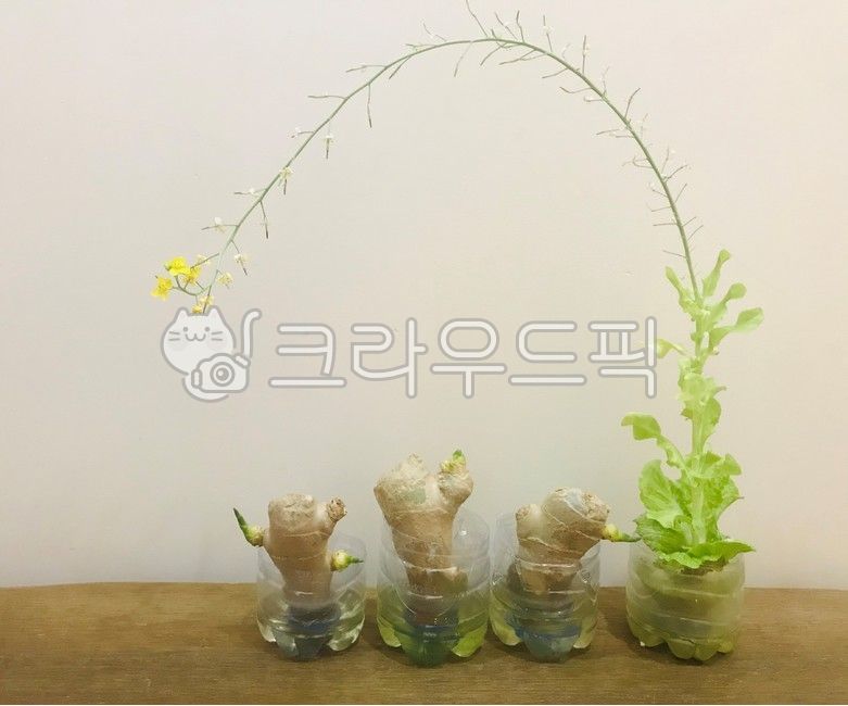 plastic recycling,cabbage,Growing Ginger,ginger,napa cabbage,Hydroponics,plant,cabbage flower,flower