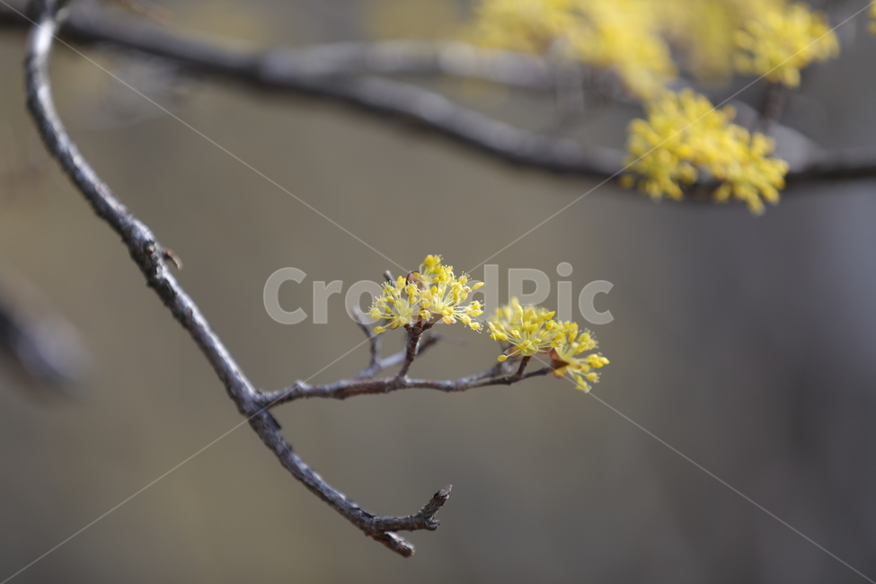 봄,산수유,하동,꽃,축제,봄,계절,spring,season,식물,자연,plants,nature,꽃,flower,plant