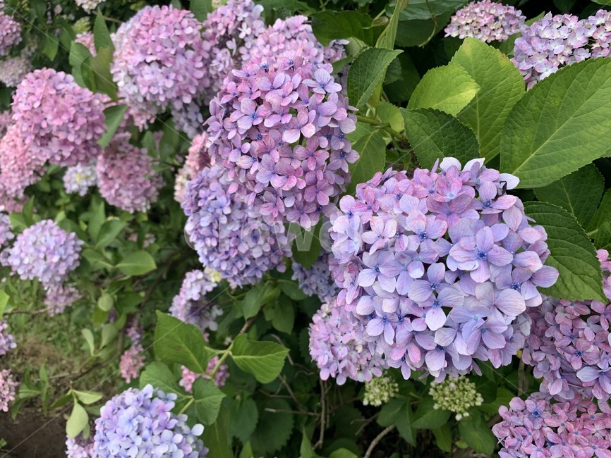 꽃,수국,수국꽃,bigleafhydrangea,제주수국,제주도수국,여름수국,수국철