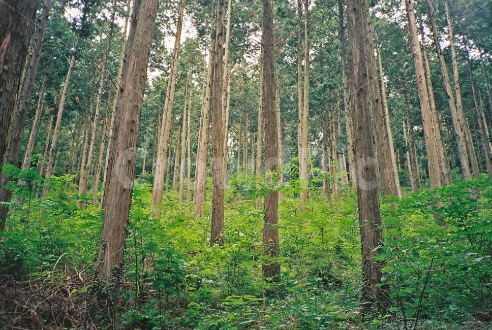 나무,편백나무,숲,자연,초록,풍경,감성,필카,필름카메라,자연,풍경,nature,landscape,식물,plants,나무,trees,wood