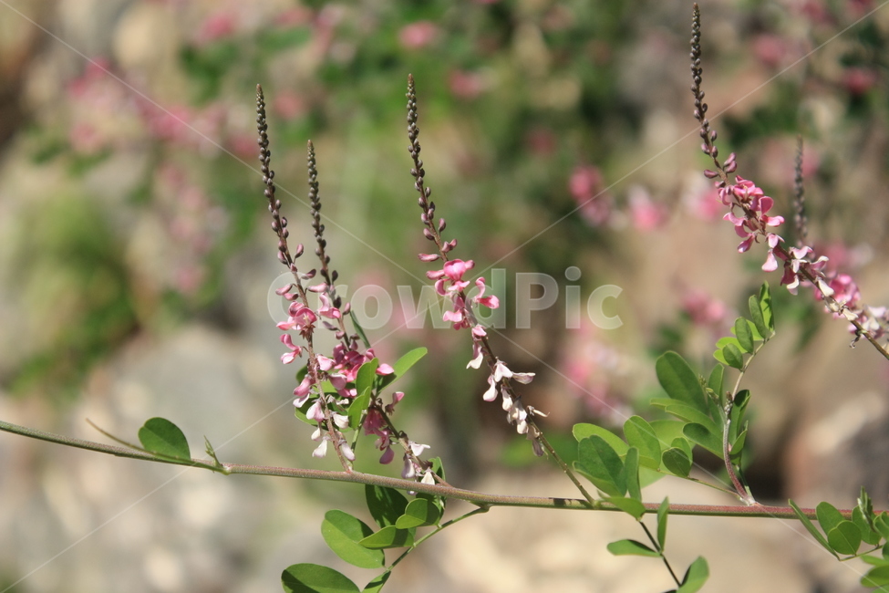 꽃,들꽃,낭아초,봄,여름,Flower,식물,자연,plants,nature,꽃,flower