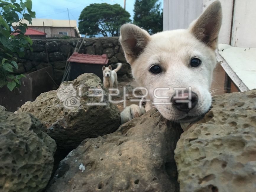 백구,돌담,강아지,강아지대두,진돗개