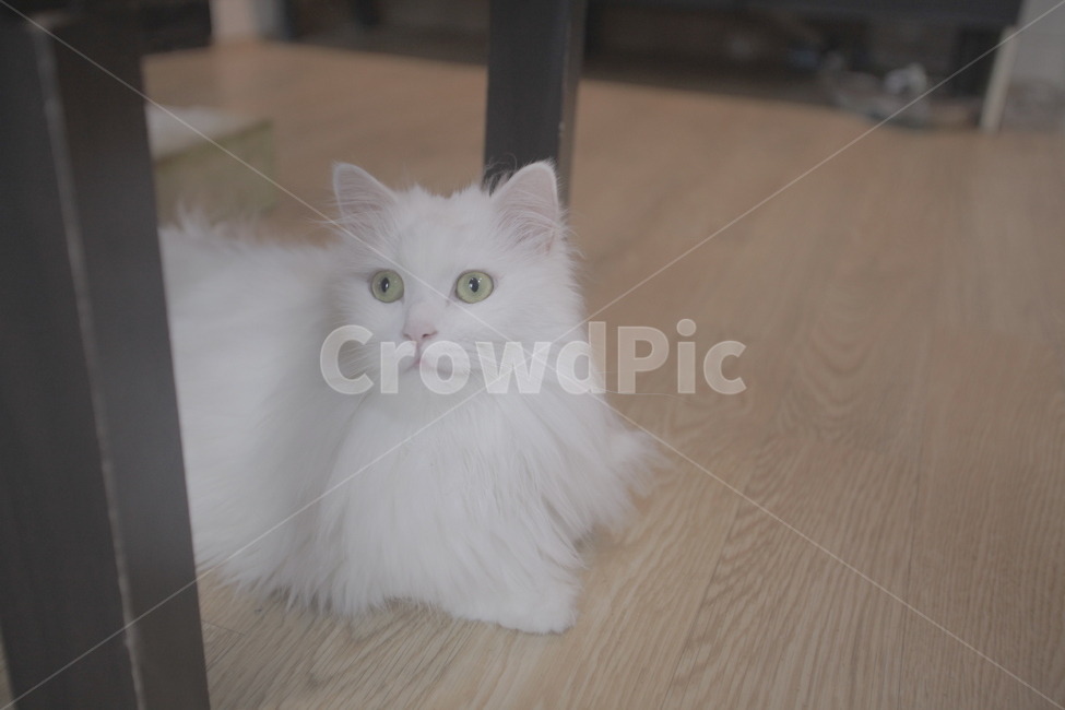 흰고양이,터키쉬앙고라,가정묘,귀여운,흰색,화이트,캣,고양이