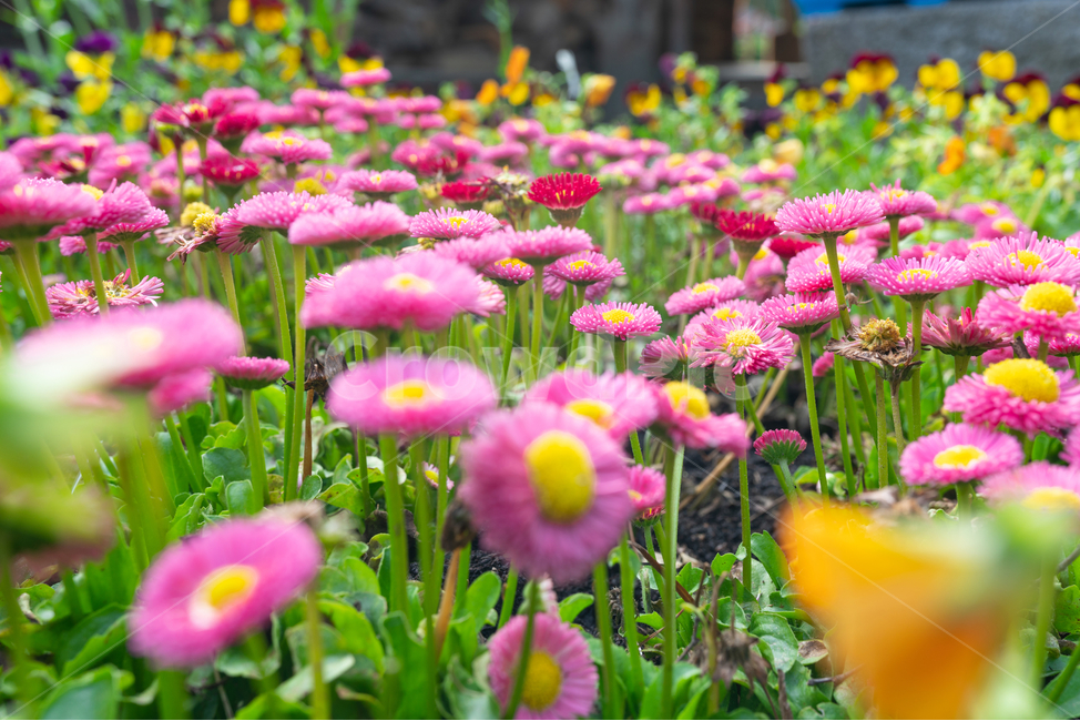 꽃,꽃밭,flowers,식물,plant,초록,분홍꽃,식물,자연,plants,nature,꽃,flower