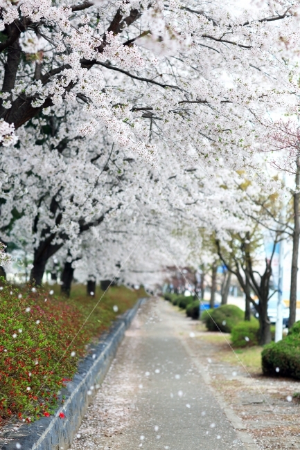 벚꽃,cherryblossoms,	pinkflowers,벚꽃길,카이스트,흩날리는,풍경,자연,봄,4월,대전,한국,봄,계절,spring,season,식물,자연,plants,nature,나무,trees,wood,plant,flower,꽃,blossom,cherry blossom