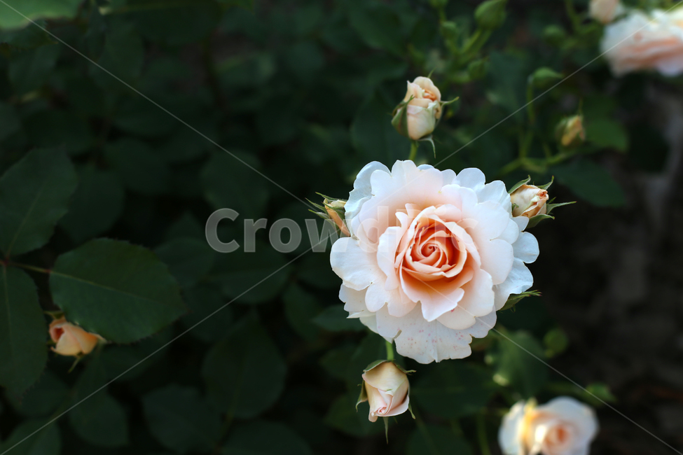 장미,꽃,rose,감성,flower