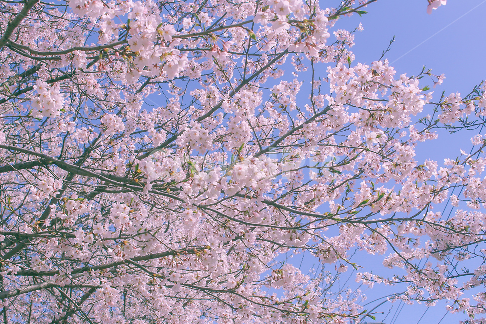 벚꽃,봄,벚꽃축제,꽃,cherryblossom,cherryblossoms,꽃축제,꽃나무,왕벚꽃,풍경,자연,봄,계절,spring,season,plant,식물,flower,blossom