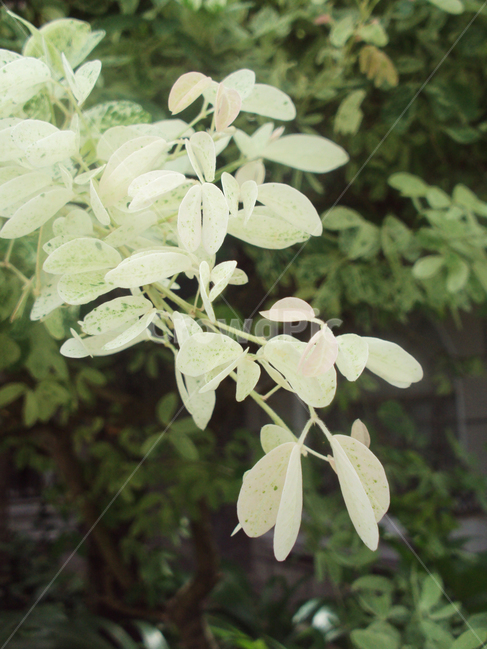 식물,자연,나무,나뭇잎,잎,plant,tree,식물,자연,plants,nature