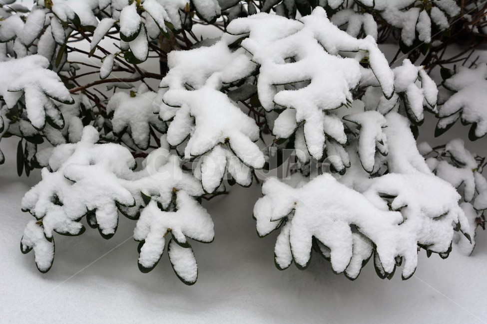 겨울,눈,나무,설경,자연,겨울,계절,winter,season,식물,자연,plants,nature