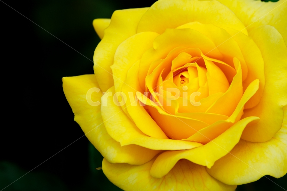 노랑색,장미,꽃,봄,접사,식물,자연,plants,nature,꽃,flower