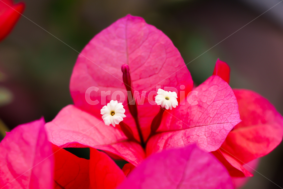 꽃,plant,식물,자연,화분,식물,자연,plants,nature,꽃,flower