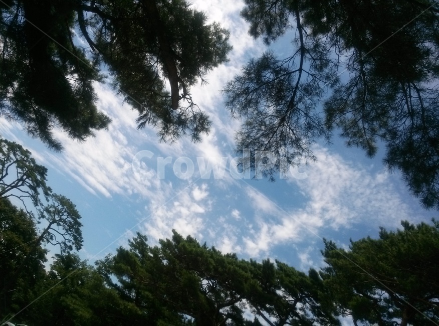 자연,nature,나무,tree,하늘,sky,숲,forest