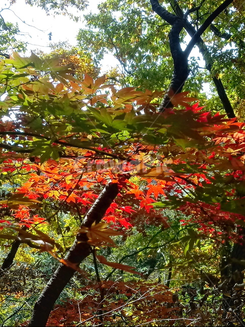 낙엽,단풍,落葉,leaves,나뭇잎,단풍나무,식물,maple,낙엽활엽관목,잎,계절,가을,자연,풍경,outdoors,옥외,fallautumnseason,naturelandscape,풍경사진,가을,계절,fall,autumn,season,leaf,plant,tree,나무