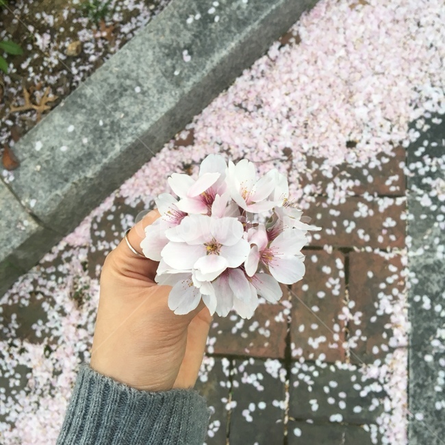 벚꽃,꽃,꽃잎,봄,자연,핑크,분홍