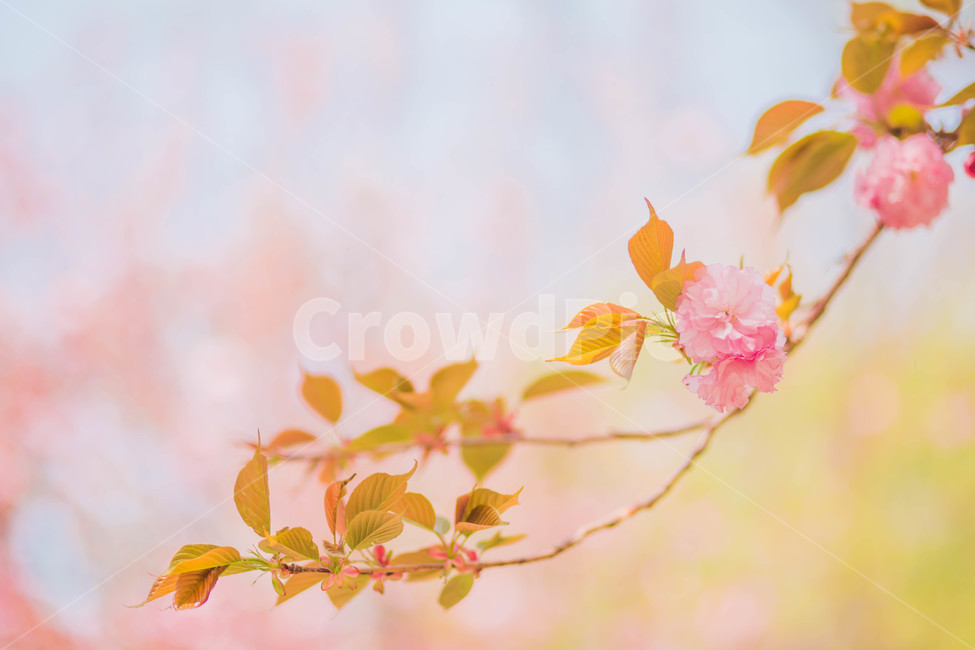 봄꽃,봄,꽃,겹벚꽃,식물,감성사진,나뭇잎,꽃잎,설레임,힐링,색감,cherryblossoms,flower,spring,봄,계절,spring,season,식물,자연,plants,nature,꽃,flower,감성,sensible,feeling,색깔,색상,색채,색감,color sense,color sensitivity,feeling of color,leaf,잎,plant