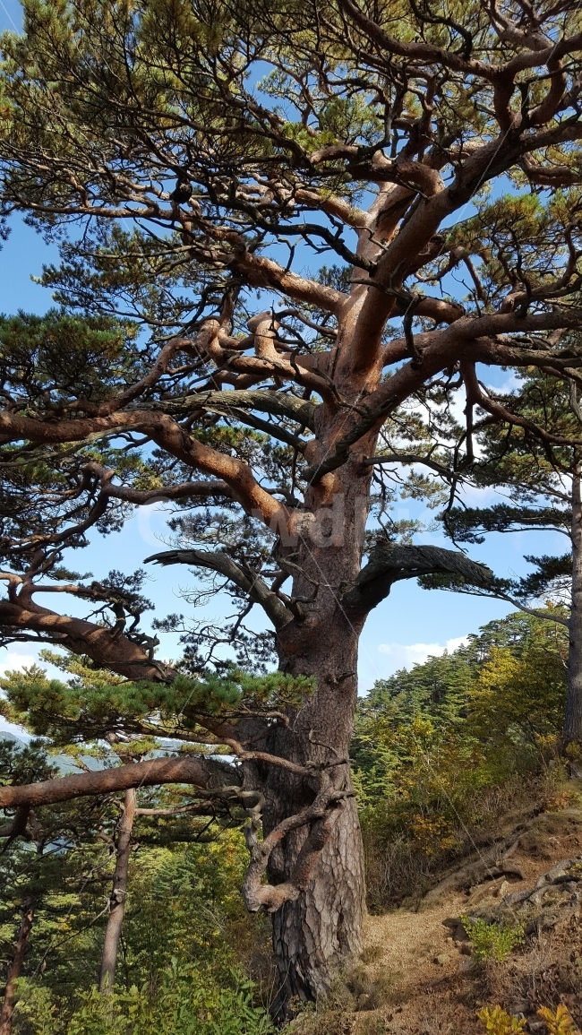 식물,금강송,금강소나무,대왕송,울진,적송,기을,식물,자연,plants,nature,나무,trees,wood