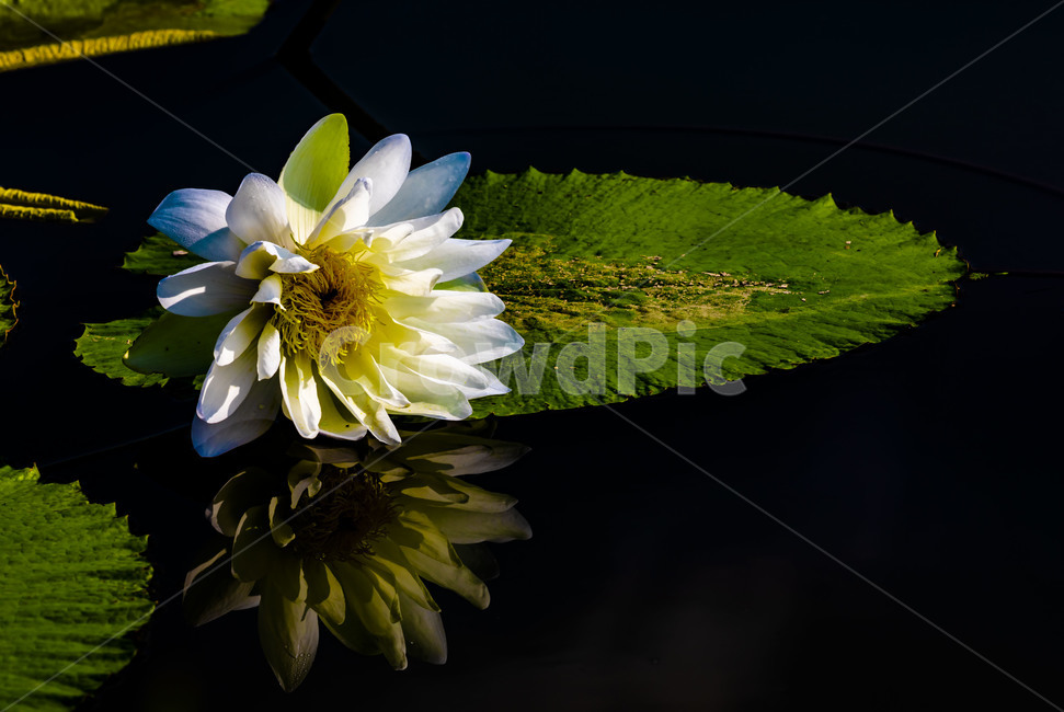 수련,연꽃,연,수상식물,습지,연못,반영,식물,에이트런스,청순,부엽식물,flower,식물,자연,plants,nature