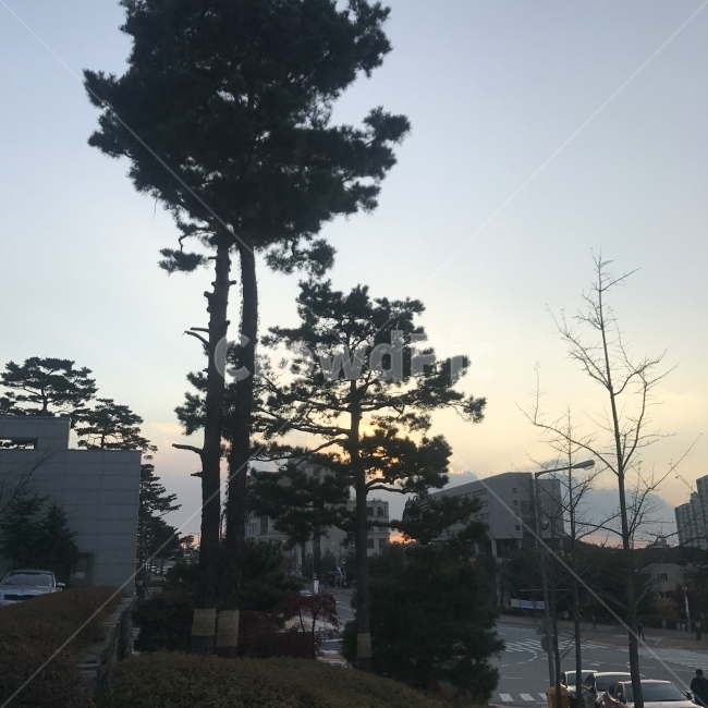 캠퍼스,나무,풍경,하늘,햇빛,도시,풍경,city,landscape,한국도시풍경,한국도시경관,korea cityscape,교통,교통수단,traffic,transportation,plant,식물,tree