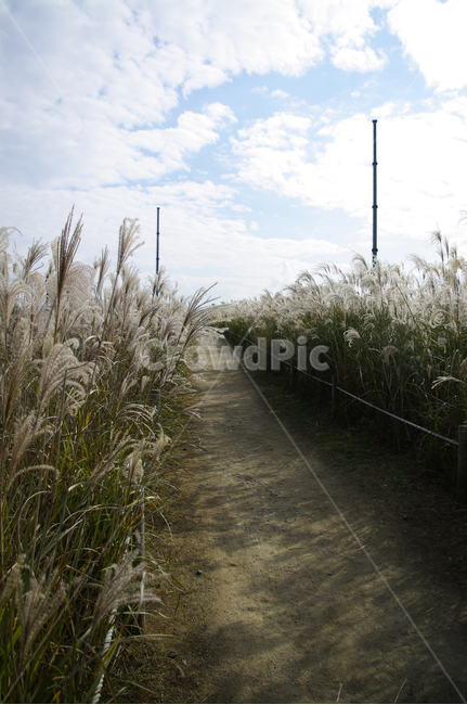 공원,식물,plant,가을,억새,자연,nature,하늘,구름,길,자연,풍경,nature,landscape,grass,잔디,lawn