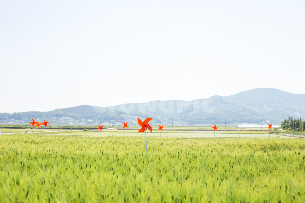 여름,강화도,풍경,시골,자연,바람개비,하늘,산,곡물,nature,sky,landscape,season,자연,풍경,nature,landscape,식물,plants,감성,sensible,feeling,outdoors,옥외,grassland,목초지,field,들,paddy field,패디 필드