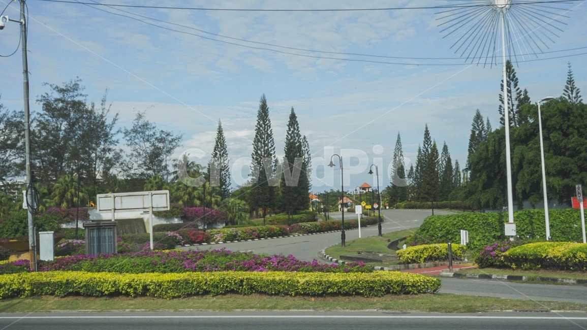도로,꽃,나무,road,감성사진,이국적,자연,풍경,nature,landscape,tree,plant,식물,fir,전나무