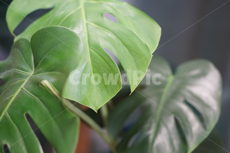플랜테리어,식물,다육이,plants,leaf,잎,plant,몬스테라,식물,자연,plants,nature