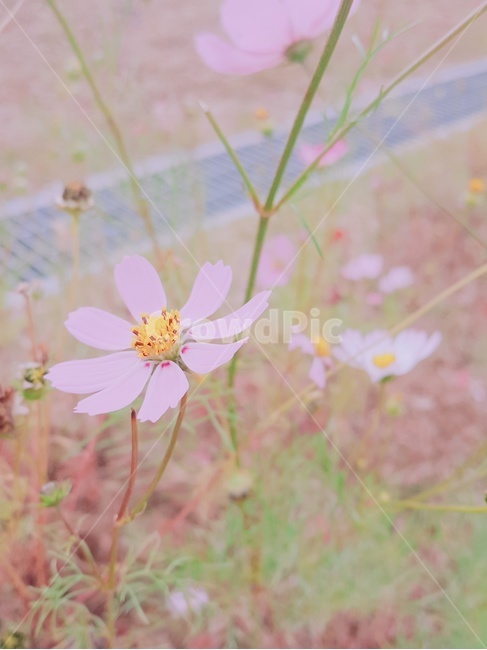 꽃,봄,계절,배경,여름,가을,계절,fall,autumn,season,식물,자연,plants,nature,꽃,flower,plant