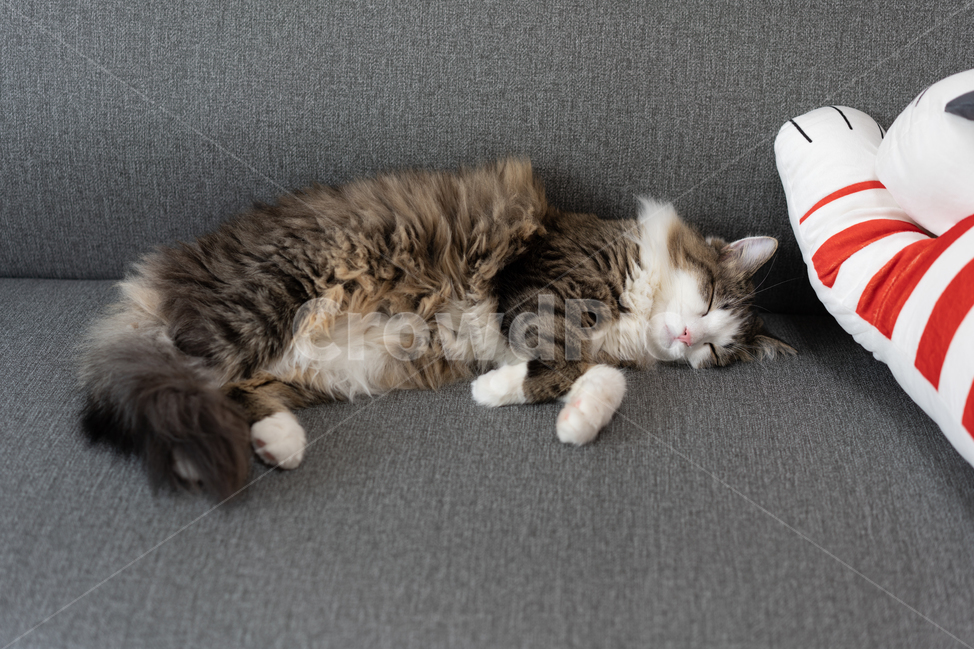고양이,norwegianforestcat,인형,노르웨이숲,반려동물,동물,포유류,cat,잠,수면,힐링,쇼파,수컷,동물,animal,포유류,mammal,고양이,cat,kitten,kitty