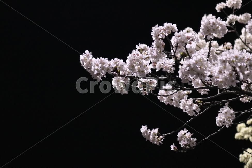 벛꽃,벚꽃나무,야간촬영,꽃,화려함,아름다움,집중,분홍색,봄,계절,spring,season,야경,밤,풍경,nightscape,night,landscape,plant,식물