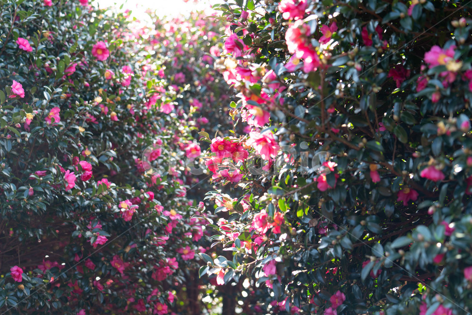 flower,꽃,식물,꽃잎,동백꽃,겨울동백,제주동백,식물,자연,plants,nature,꽃,flower