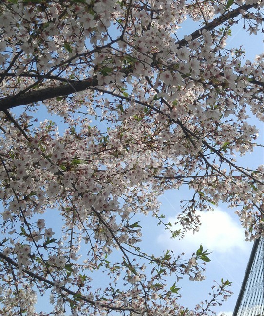 벚꽃,하늘,나뭇가지,철조망,꽃,분홍색,구름